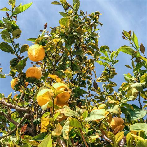 Rare Citrus Orchard La Puma Farms Organic And Regenerative