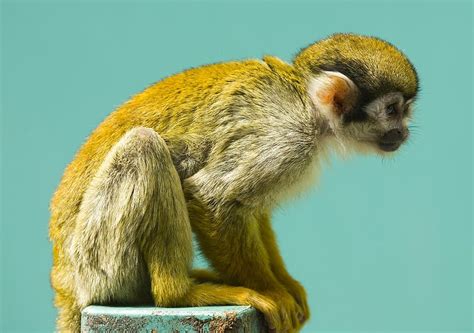 Squirrel Monkey Animal Facts Saimiri Az Animals