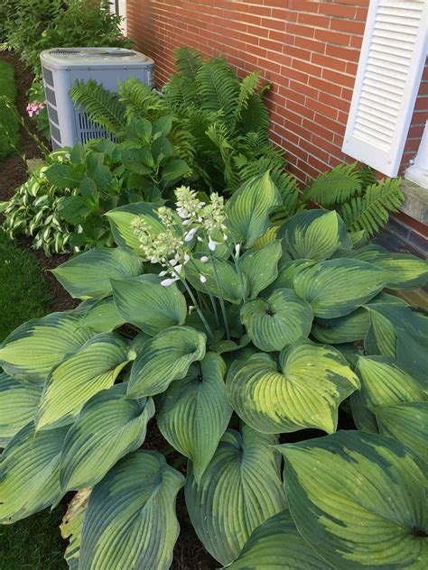 Huge Hosta And Wild Ferns Shade Garden Plants Hostas