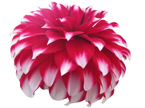Dahlia Flower Psd And Picture Free Downloads And Add Ons For Photoshop