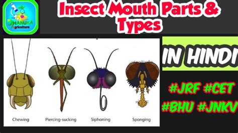 Insect Mouth Parts And Their Modifications Insect Morphology Entomology Youtube