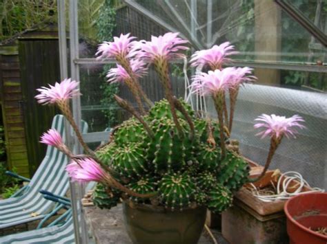 Interesting details and free snap now. CactiGuide.com • View topic - Identification of my ...