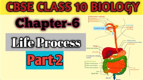 Class Cbse Science Life Processes Lopersfact