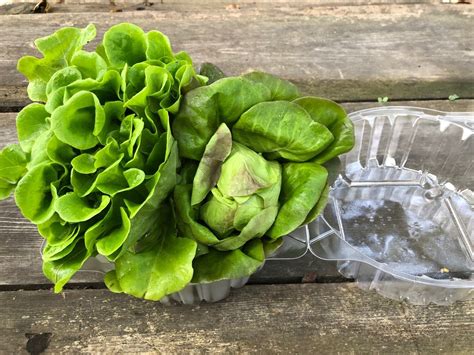 Store Blue Sky Farms Local Baby Lettuce 2 Heads