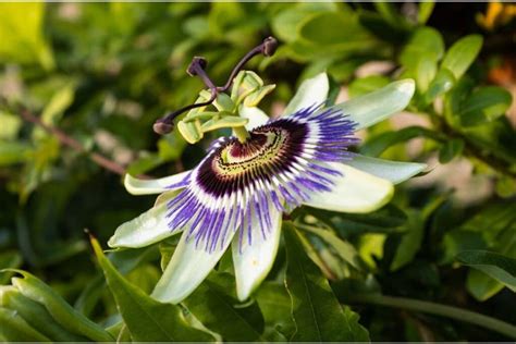 Passion Flower Vines How To Grow And Care Types With Pictures Florgeous