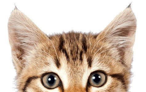 Cat Eyes Png Transparent Image Download Size 965x610px