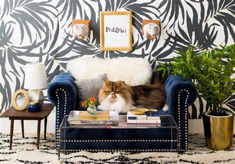 Check Out This Fancy Cats Living Room Makeover Apartment Therapy