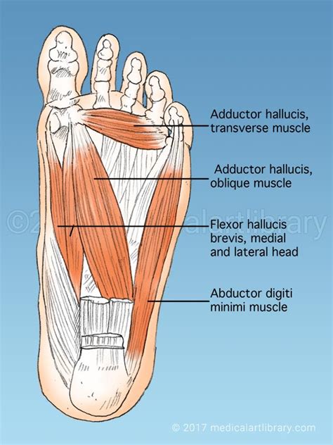 Muscles Of The Foot Artwork Stock Image C0208325 Scie