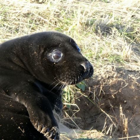 Wildlife Bosses Scratching Their Heads After Ultra Rare Jet Black Seal