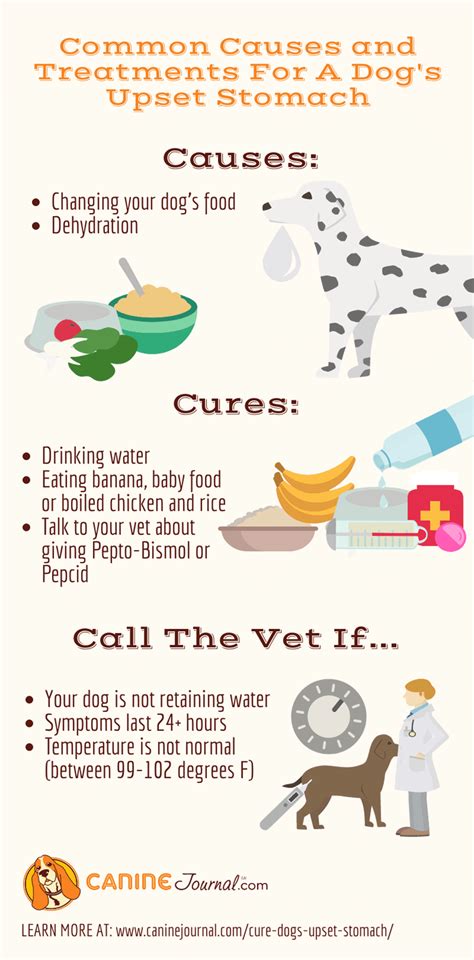 12 Human Foods To Give To Dogs With Diarrhea Or Upset Stomach