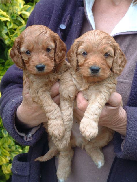 10 year health and lifetime puppyness guarantee. Red Cockapoo Puppies for sale. | Kidderminster ...