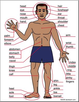 Your chest is on the front of your body, below your neck and above your waist. Practice Body Part Names through Songs | Learn Englizz!
