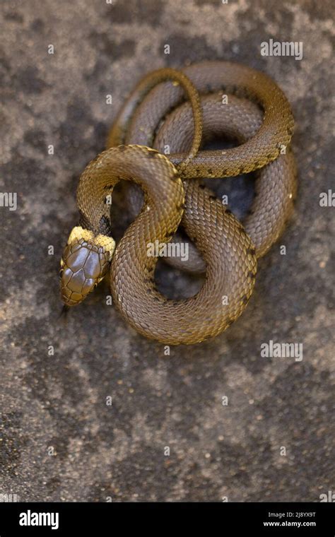 Barred Grass Snake Natrix Helvetica Juvenile Norwich Gb Uk May 2022