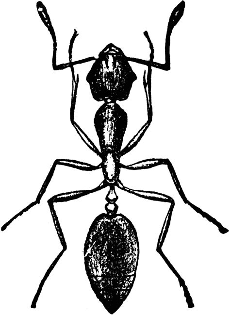 Ant Clipart Black And White In Animal Black White 46 Cliparts