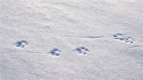 Arctic Fox Paw Prints Flickr Photo Sharing