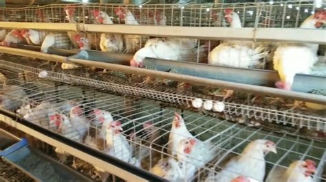 Layer Poultry Farmhow To Start Layer Poultry Farmwhite Eggs Farming