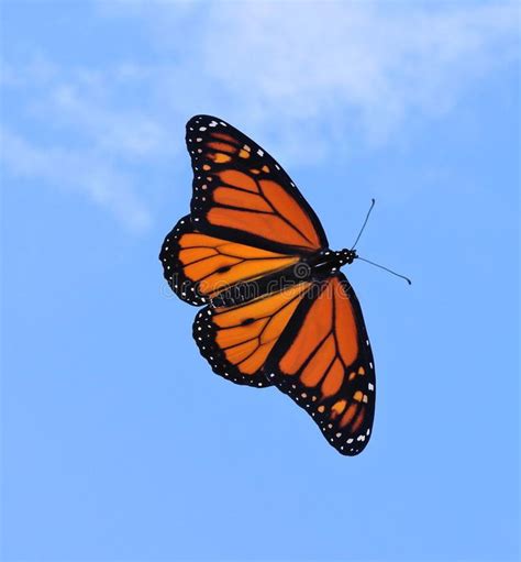 Monarch Butterfly Danaus Plexippus A Male Monarch Butterfly In