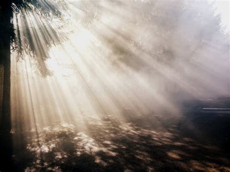 Alone Backlit Forest Sun Rays Stock Photo Image Of Backlit Lonely