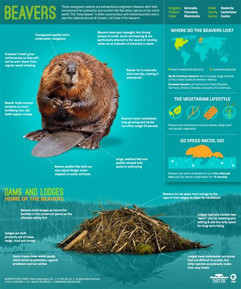Wildlife Facts Beaver