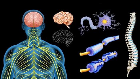La esclerosis múltiple (em) es una enfermedad autoinmune del sistema nervioso central. "La Esclerosis Múltiple tiene unas expectativas y ...