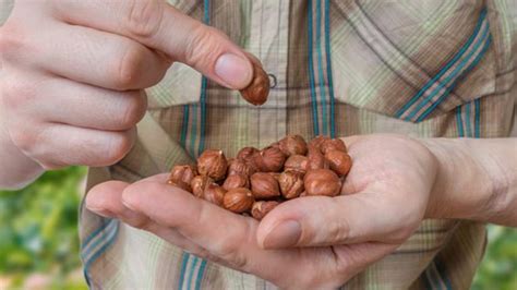 Eat Nuts To Live Longer Healthcentral