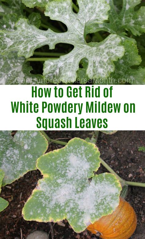 What are the best ways to get rid of there is more chance of an indoor cactus being infested with mealybugs than fungus. How to Get Rid of White Powdery Mildew on Squash Leaves ...
