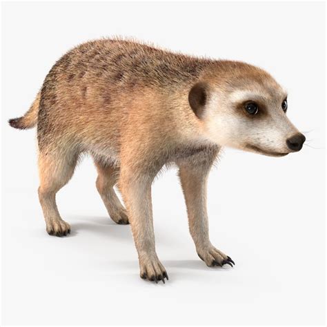 3d Model Meerkat Rigged Fur Turbosquid 1919097