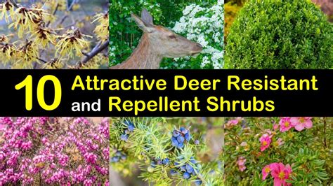 Flowering Shrubs For Shade Deer Resistant 15 Beautiful Deer Resistant
