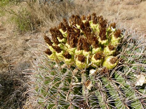 This video shows how i clean the spines off of an opuntia cactus pad also, known as nopal or prickly pear cactus. Greg's Running Adventures