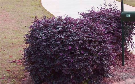 Suffulta is a low growing (6 to 18 inches) spreding prickly shrub. Purple Diamond Loropetalum ~ 5' x 5' | Purple shrubs ...