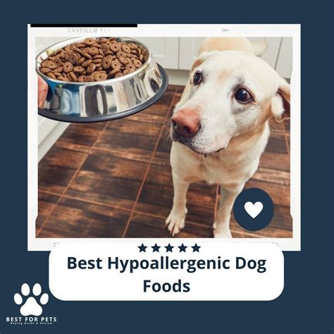 The 11 Best Hypoallergenic Dog Foods Of 2023