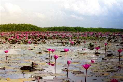 Lotus Flower Lake In Phatthalung Thailand Stock Afbeelding Image Of