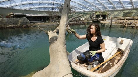 Burgers Zoo Arnheim Überdachte 3000 Quadratmeter Große Mangrove