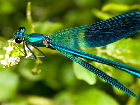 Dragonfly Wallpapers Hd Pixelstalknet