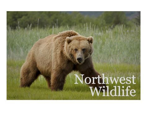 Wildlife Photos From The Pacific Northwest Wildlife Photos Wildlife