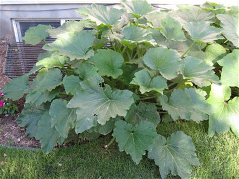Even though zucchini plants are easy to grow, you will still encounter a few zucchini growing problems. French Knots: Mid Week Munchies - Zucchini