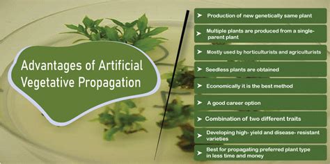 Advantages And Disadvantages Of Artificial Vegetative Propagation Javatpoint