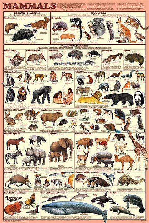 Types Of Mammals What Is A Mammal And What Do All Mammals Have In