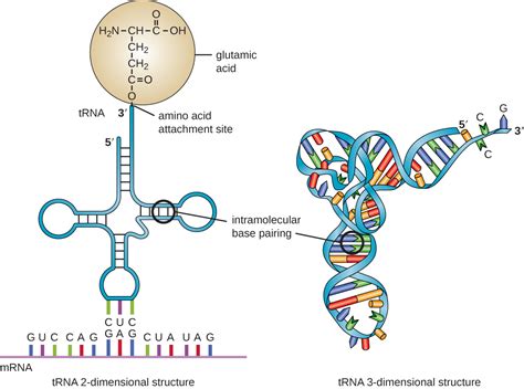 Rrna/ribosomal rna, along with protein, is what makes up the ribosome (10). Structure and Function of RNA · Microbiology