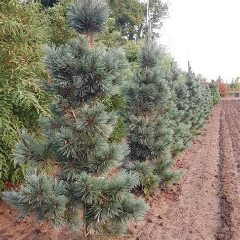 Pinus Flexilis Extra Blue From Nvk Nurseries