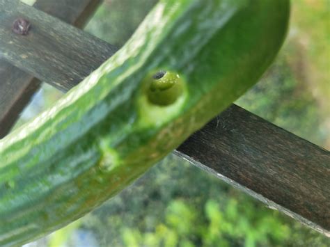 Whats Eating My Cucumbers — Bbc Gardeners World Magazine