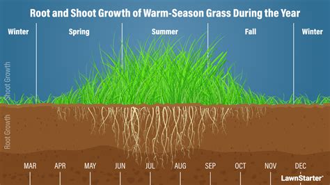 How To Overseed In The Fall With Fescue