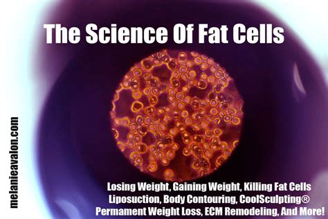 The Science Of Fat Cells Losing Weight Gaining Weight Killing Fat