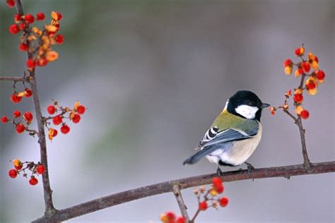 Chia Sẻ Hơn 65 Về Hình Nền Chim đẹp Mới Nhất Vn