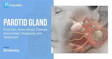 Parotid Gland Function Innervation Diseases Associated Diagnosis