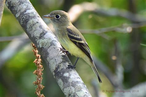 Yellow Bellied Flycatcher Big Year Birding