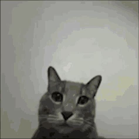 Middle Finger Cat Middle Finger Cat Meme Discover Share GIFs