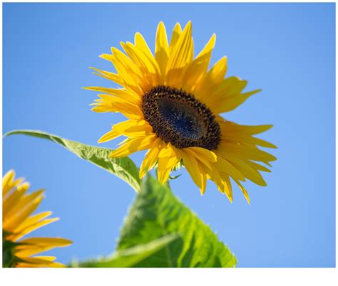 Yellow Sunflowers | Sunflower Prints for Sale - Natalie Kent Photography