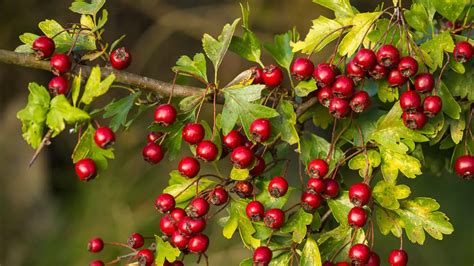 16 Increíbles Beneficios Para La Salud De Hawthorn Berry Remediosmd
