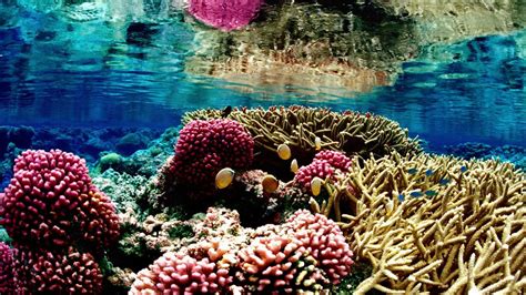 Why Are Coral Reefs Endangered